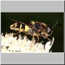 Stratiomys potamida - Waffenfliege m02.jpg